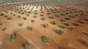 Olivar/Viñedo 118 Has Tierra de Barros (BA)