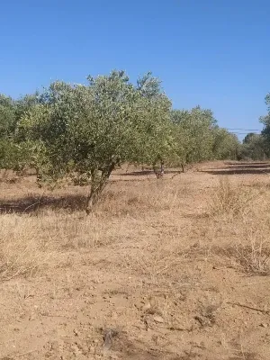 Finca rústica en Riudecanyes - Tarragona