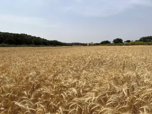 VENTA TIERRA DE LABOR SECANO EN VILLARROBLEDO