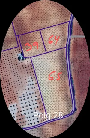 Viña variedad cencibel