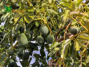 Finca rústica de AGUACATES con CONTRUCCIÓN de 37 m² en Los Guájares (Faragüit).