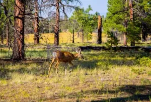 FINCA MIXTA DE UNAS 650 HECTÁREAS EN LA ZONA