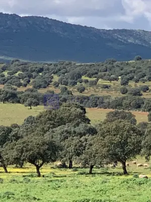 FINCA GANADERA Y CINEGÉTICA EN ZONA MÉRIDA
