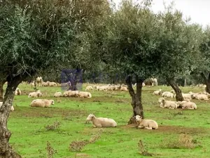 FINCA GANADERA EN ZONA TRUJILLO