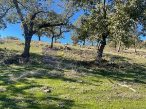 FINCA GANADERA EN LA ZONA DE JARAICEJO