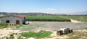 Venta de Finca de olivos superintensivos