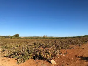 Finca en Bollullos Par del Condado