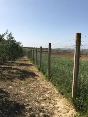 Finca con 110 olivos Rociana del Condado