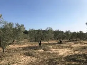 Finca olivar Manzanillo Bollullos Par del Con