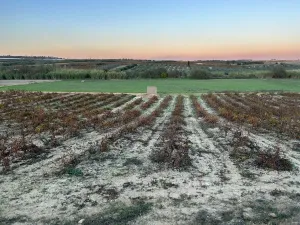 Finca de olivos Bollullos Par del Condado