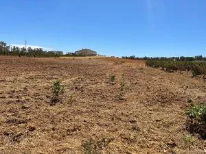 Terreno de olivos en Almonte