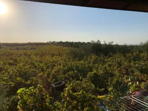 Finca en Villalba del Alcor