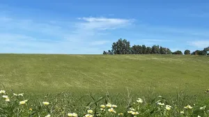 Terreno La Palma del Condado