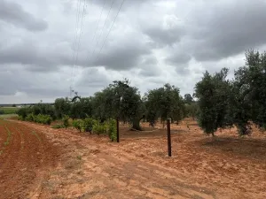 Finca en Almonte Huelva
