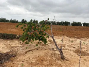 Finca en Bollullos par del condado Bollullos