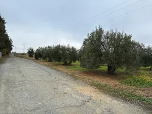 Finca Almonte - Huelva