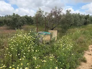 Finca de 0.667ha en Bollullos Par del Condado