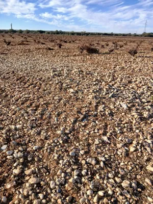 Viña y tierra de secano.