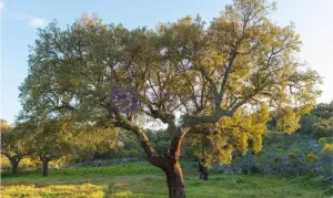 Finca Ganadera 30ha Alcuéscar