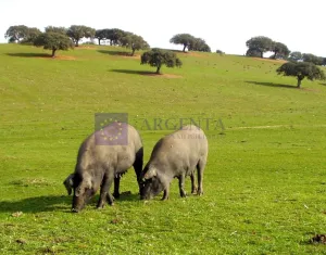 Finca Ganadera y Agrícola 800 ha Coria