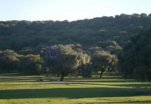 Finca Ganadera 350 ha en Aliseda