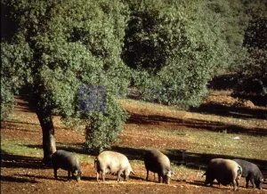 Finca 170 ha en la zona Alcántara