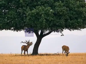Finca 750 ha en Alcántara