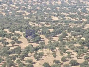 Finca Ganadera 500 ha Zona Alcántara