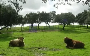 Finca Ganadera 60 ha en Coria