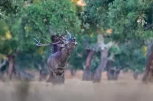 Finca Cinegética 700 ha en Guadalupe