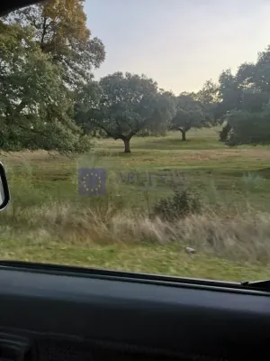 Finca Ganadera 400 ha Cañaveral