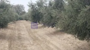 FINCA GANADERA DE UNAS 700 HA CAÑAVERAL