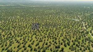 Finca Ganadera 650 ha zona Plasencia