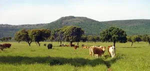 Finca 350 ha Zona Plasencia