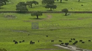 Finca Ganadera 1300 ha