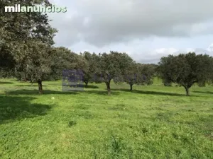 Finca Ganadera  30 ha en Coria
