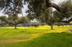 Finca Ganadera 200 ha en Aliseda