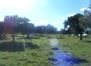 Finca Ganadera 100 ha Almendralejo