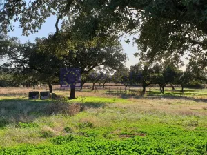 Finca Ganadera 200 ha en Monroy