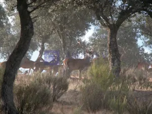 Finca Cinégetica 700 ha Navalmoral de la Mata