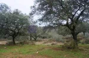 Finca de 30 ha en Navalmoral de la Mata