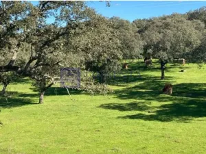 Finca Cinegética 500 ha en Aliseda