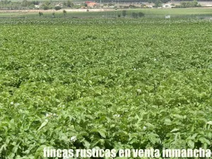 finca en venta 28 has. labor riego en Villena