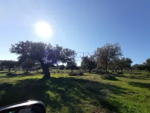 Finca Ganadera de 100 ha en Torrejoncillo