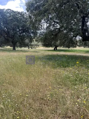 Finca en venta 80 ha zona Trujillo