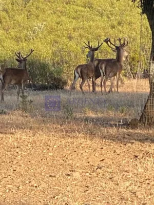 Venta Finca Ganadera, Cinegética y corcho