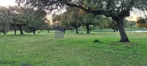 Se vende finca Ganadera de 300 ha, Plasencia