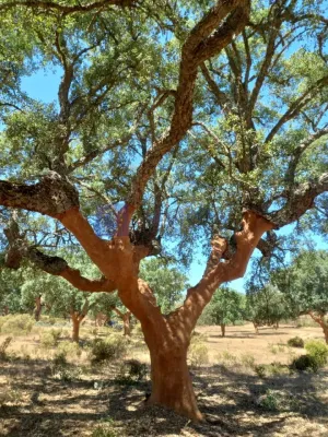 Finca Ganadera y Alcornocal 160 ha Badajoz
