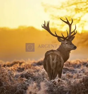 Se vende finca de 300 ha en Membrio