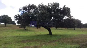 Se vende finca Ganadera y Cinegética 1400 ha